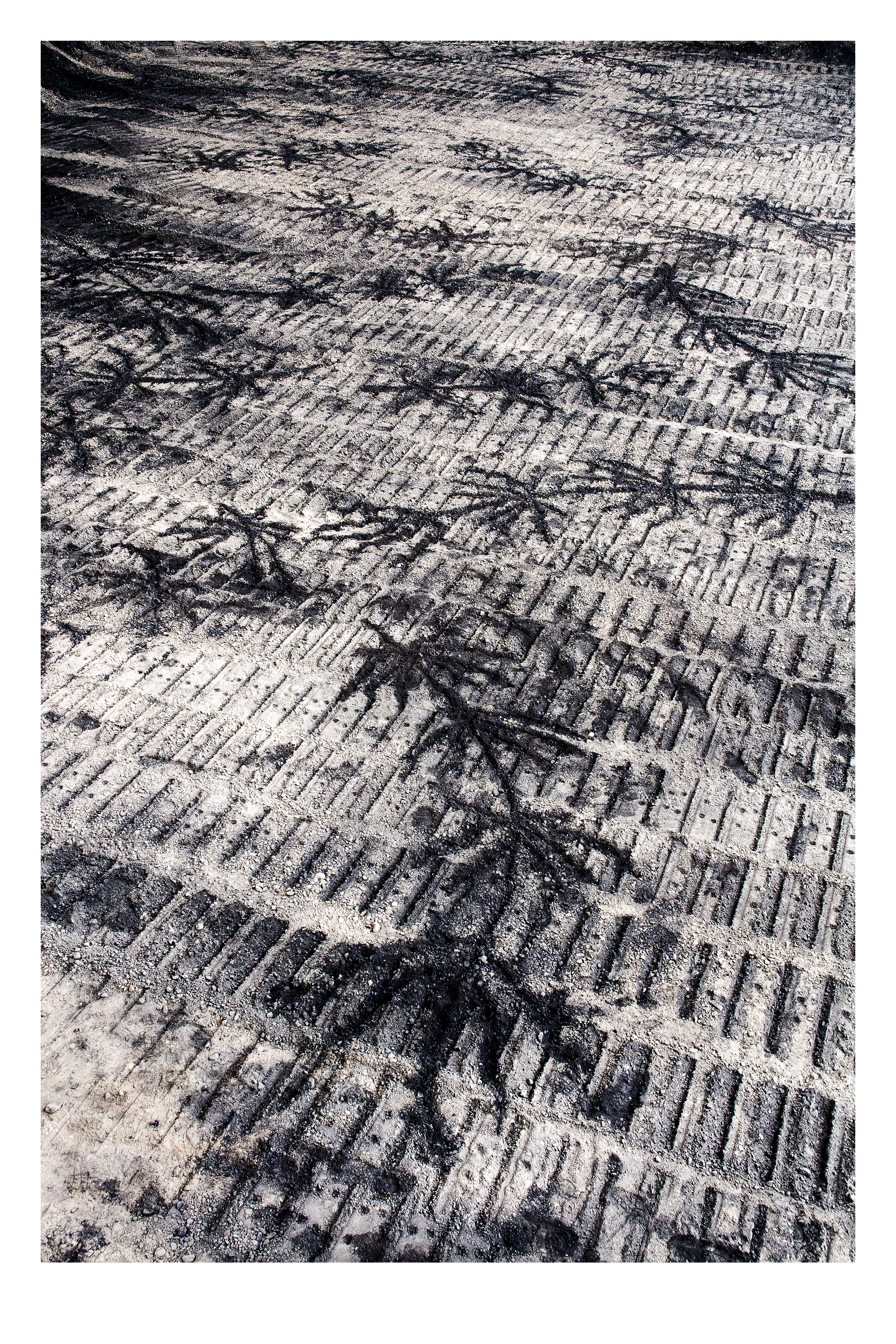 Black line drawings of stems with starburst-like leaves are sketched into a ground covered with stone dust and then rolled over with a bulldozer on treads to create long rows of short parallel lines. The drawn stems span the track marks like a pattern across the weft and warp of a carpet.