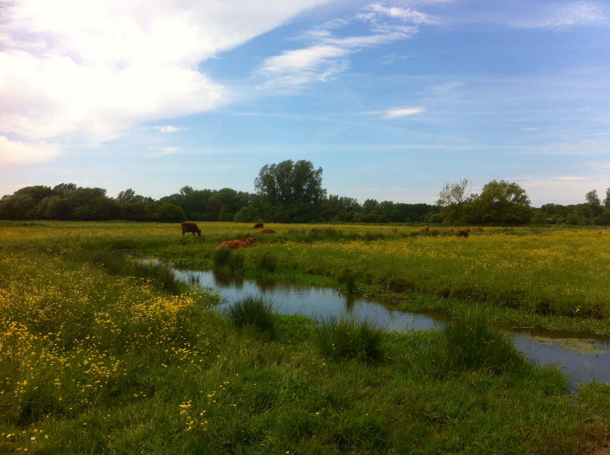 A waterway cuts through grassy marshes frosted with yellow flowers. A few cows lie and one grazes along the water’s edge. A row of dark green trees lines the flat horizon under a bright sky.