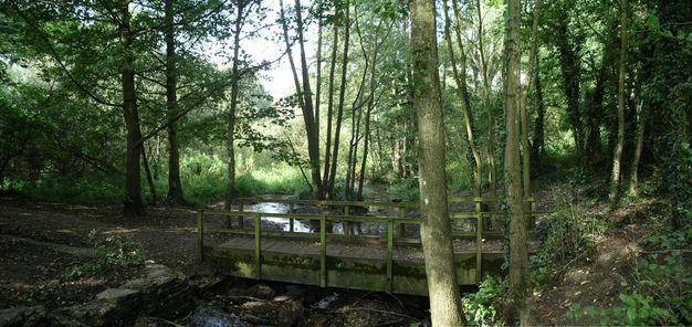 A wood footbridge spans a narrow creek in the dense shade of a leafy forest.
